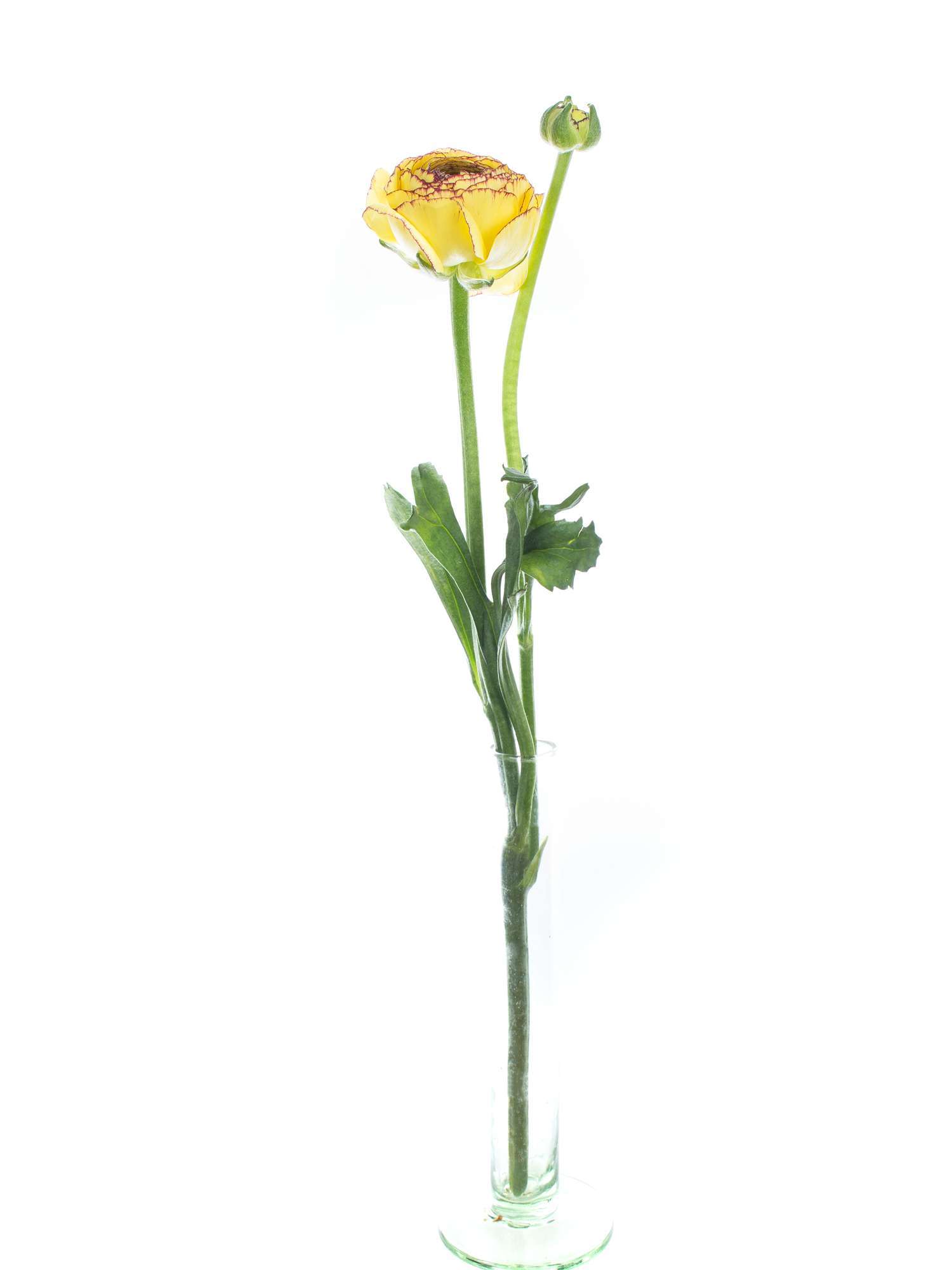 blumigo-ranunkeln-geel-stripe-schnittblume-gelb-einzelstiel image 3
