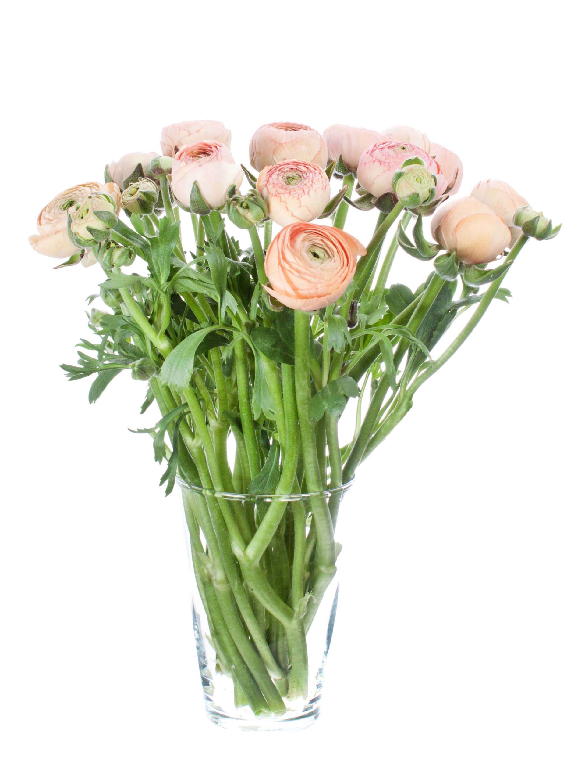 blumigo-ranunkeln-azur-salmon-schnittblumen-lachs image 5