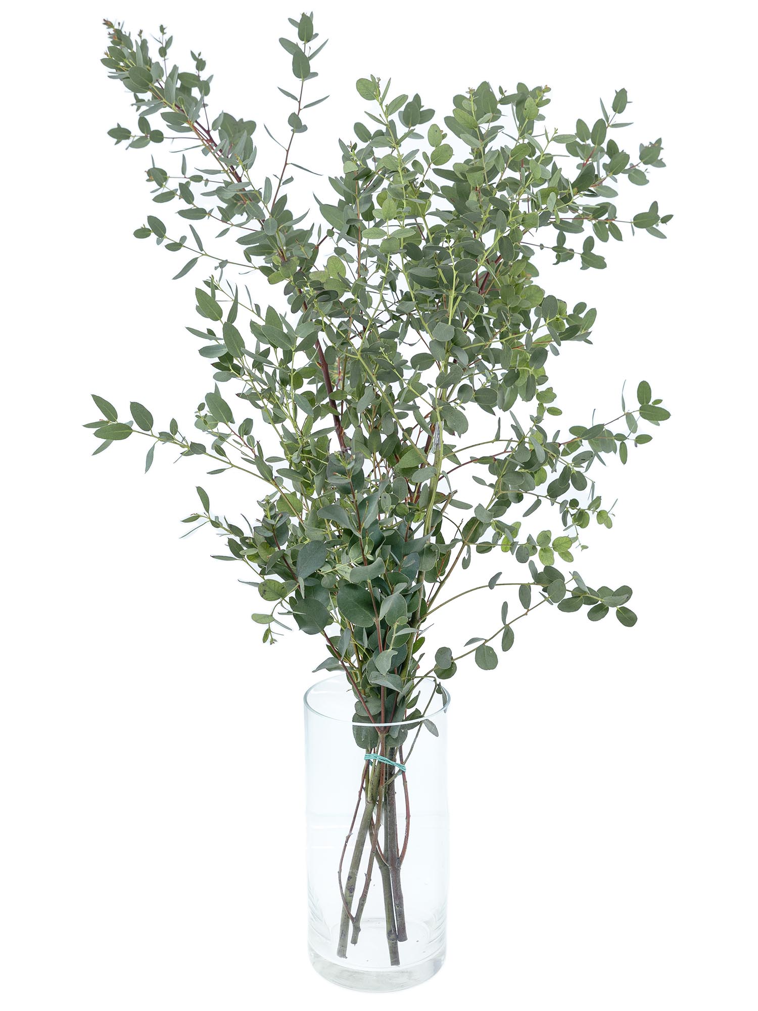 blumigo-eukalyptus-gunni-gr-ner-bund-frisch image 3