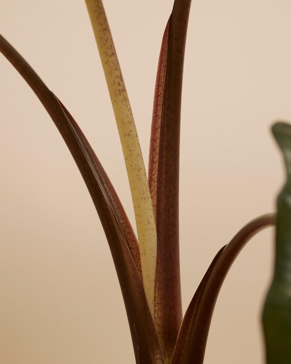 plnts-rareplnts-alocasia-yucatan-princess-zimmerpflanze-40-cm image 5