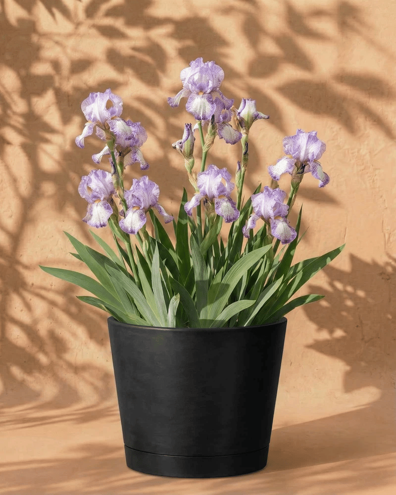 feey-amsterdam-iris-loop-the-loop-schwertlilie-wei-violett-4-st-ck image 5