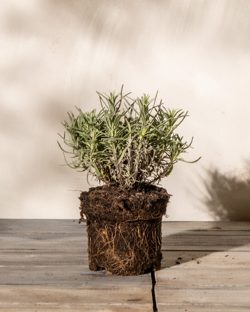feey-amsterdam-lavendel-hidcote-blue-ohne-topf-winterhart image 3