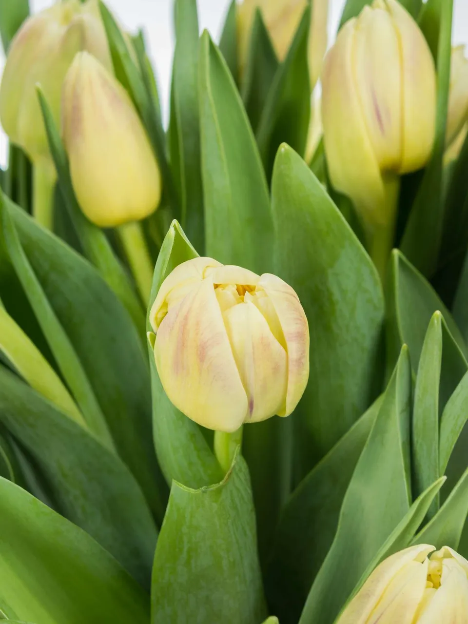 blumigo-tulpen-flaming-margarita-gef-llte-tulpe-creme-lila image 1