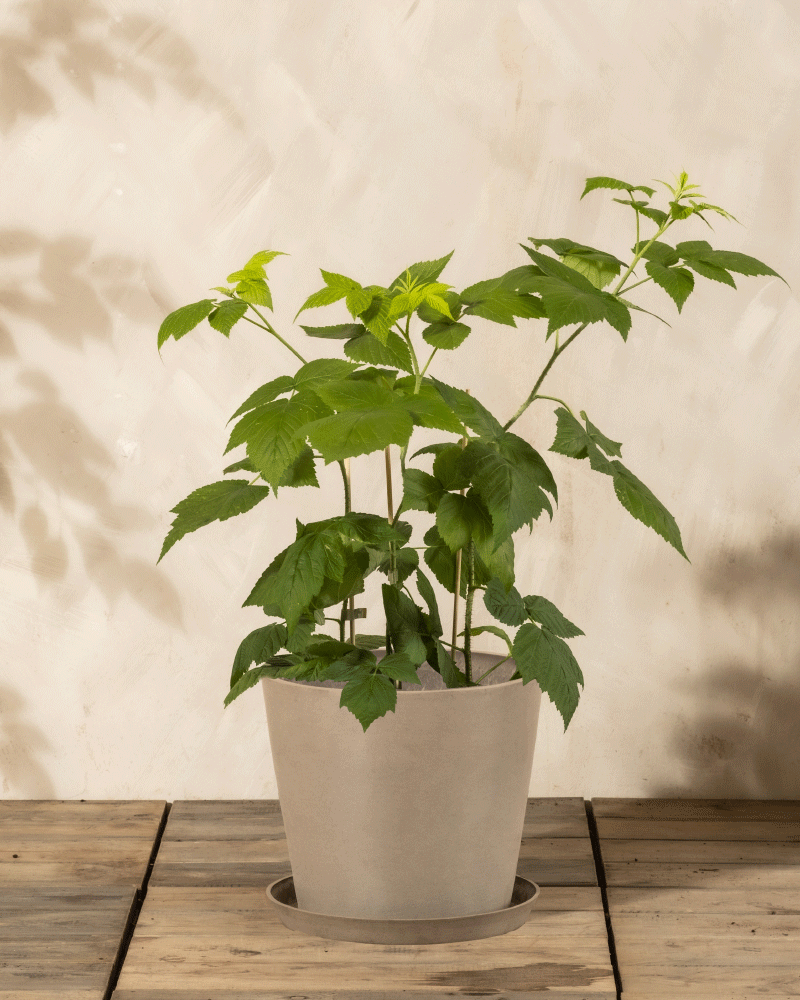 feey-amsterdam-himbeere-trio-rubus-essbar-o-topff image 6