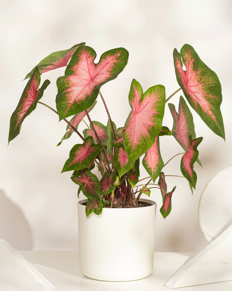 feey-variado-caladium-kathleen-zimmerpflanze-ohne-bertopf-rosa image 5