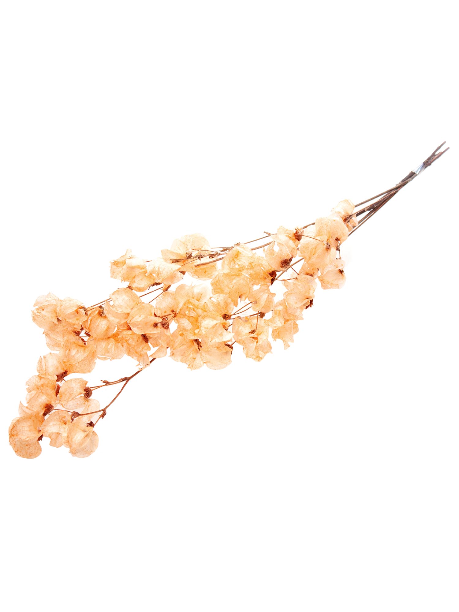 blumigo-trockenblumen-bougainvillea-trockenblume-apricot image 2