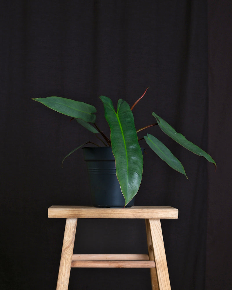 feey-variado-philodendron-atabapoense-zimmerpflanze-rar image 3