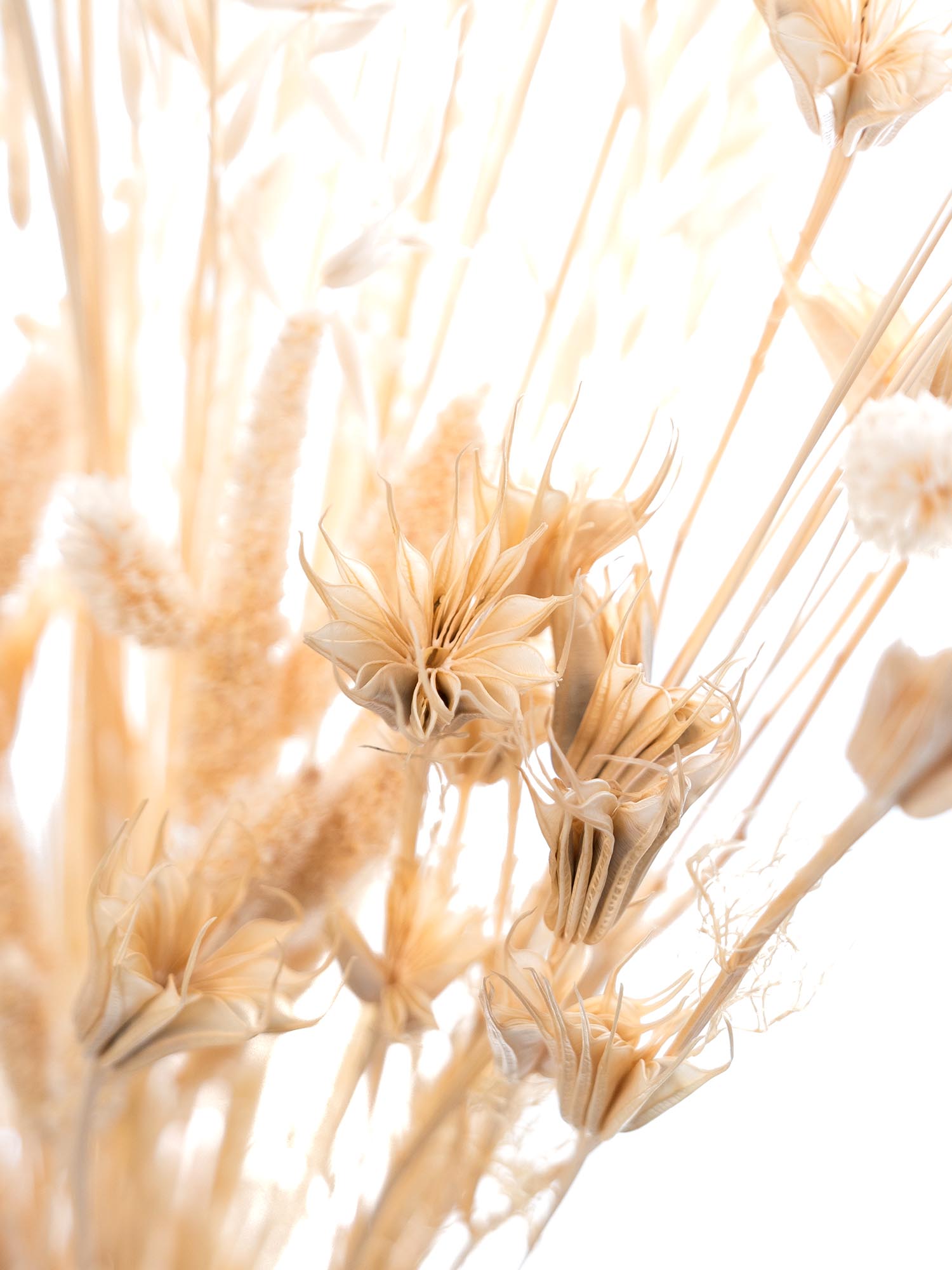 blumigo-trockenblumen-coconut-dream-mix-trockenstrau-gebleicht image 4