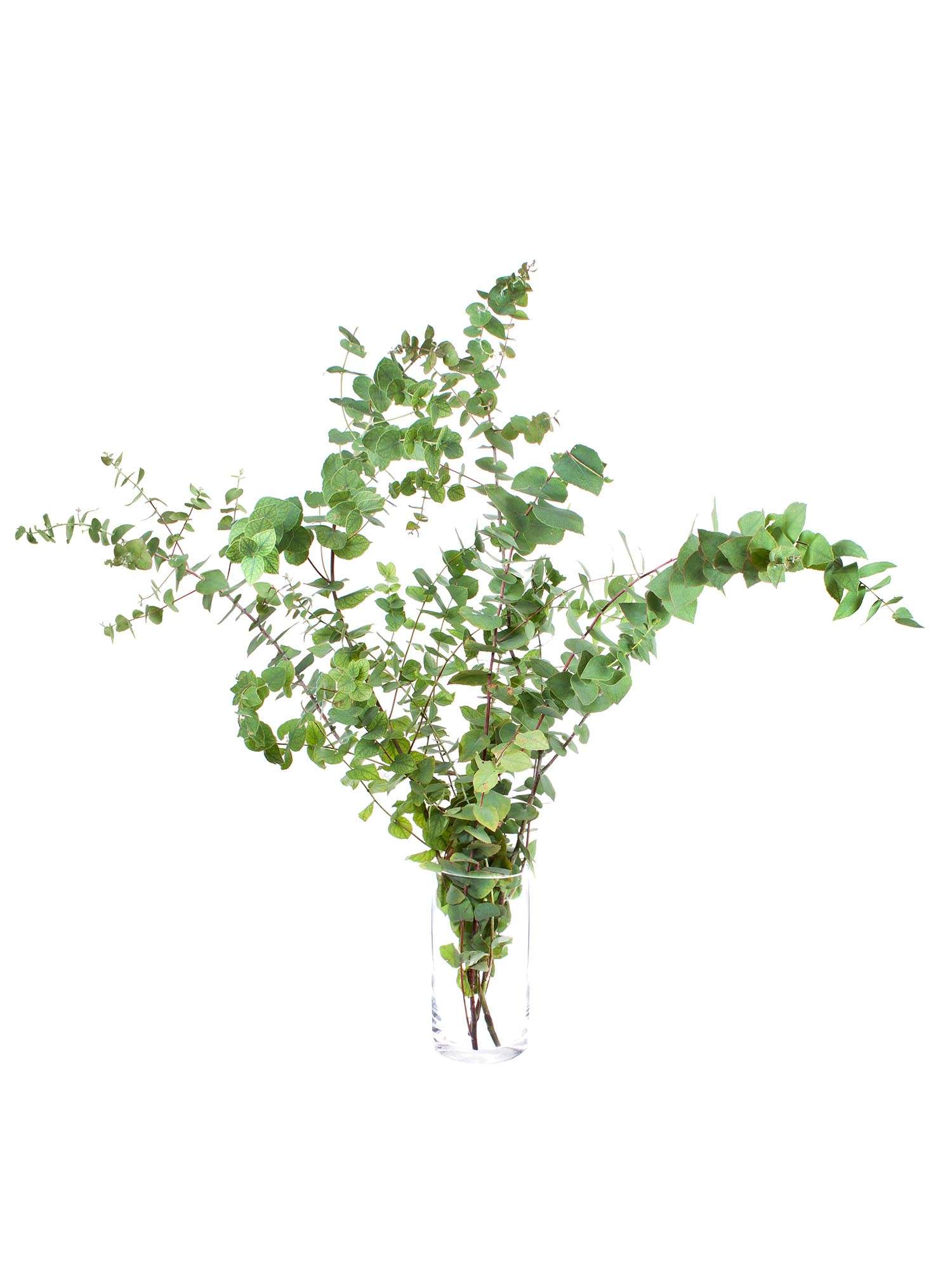 blumigo-eukalyptus-stuartiana-bindegr-n-gr-n-braun-bund image 2