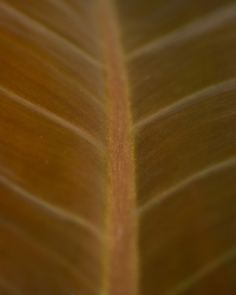 feey-variado-philodendron-imperial-red-zimmerpflanze image 8