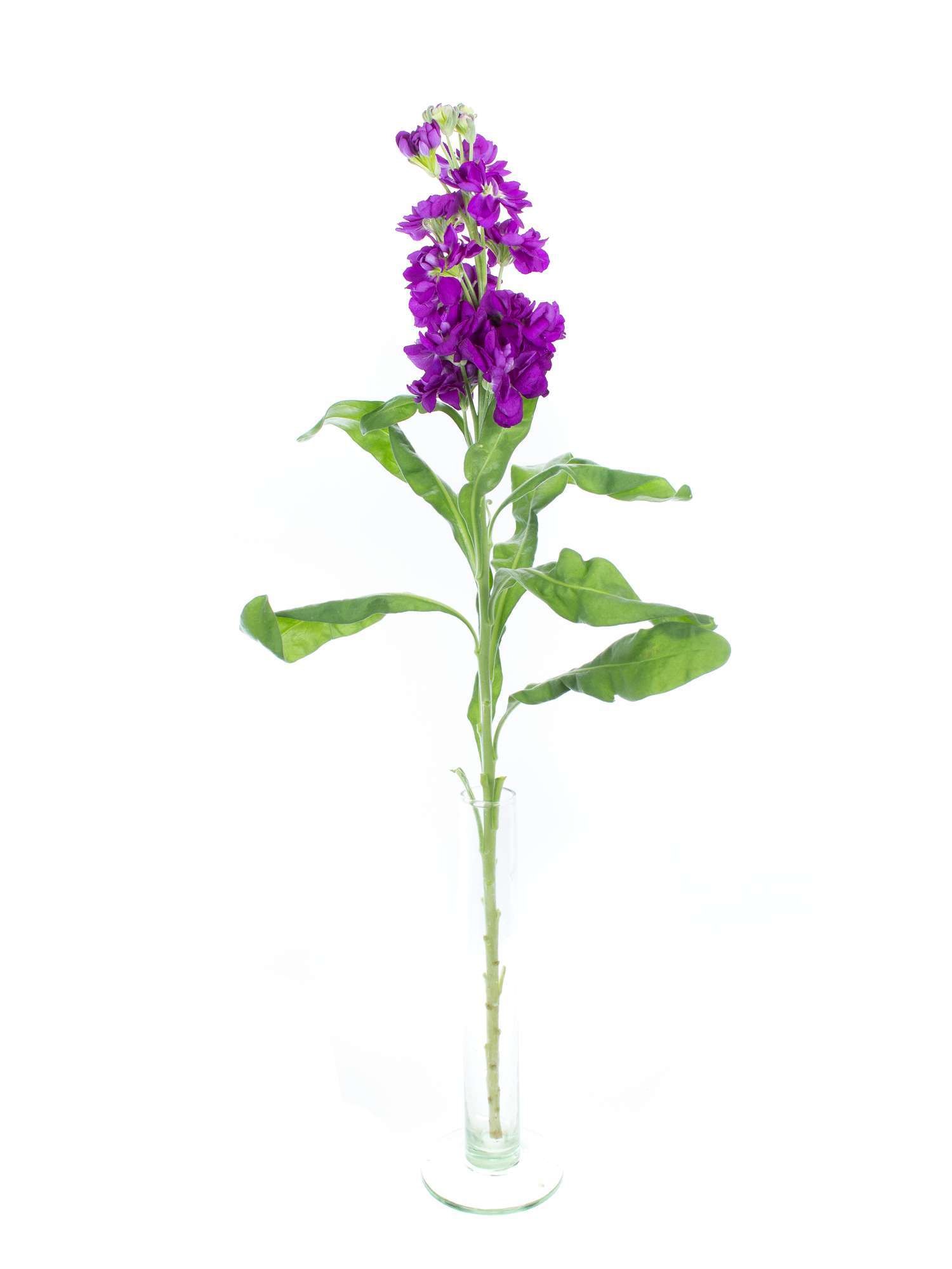 blumigo-levkojen-centrum-deep-blue-blau-violett-st-ck image 3
