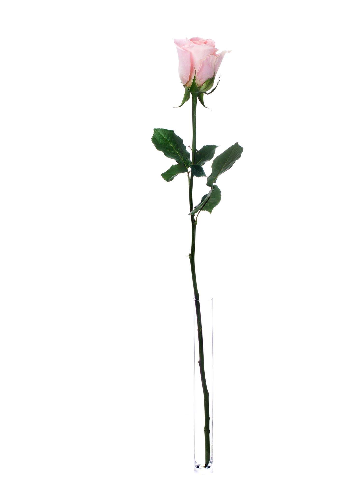 blumigo-rosen-hermosa-rose-rosa-einzelstiel-frisch image 3