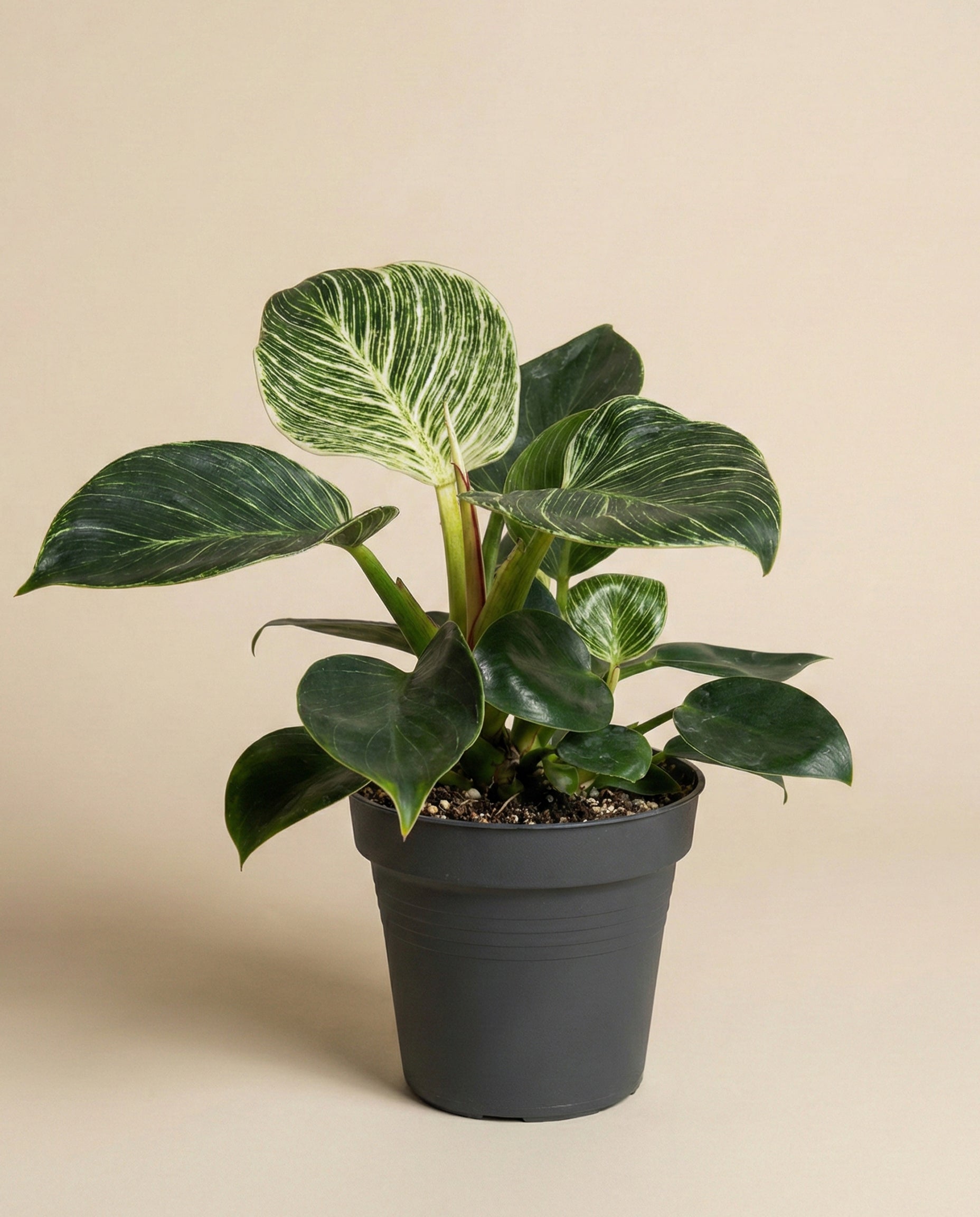 feey-variado-philodendron-birkin-zimmerpflanze-ohne-bertopf image 3