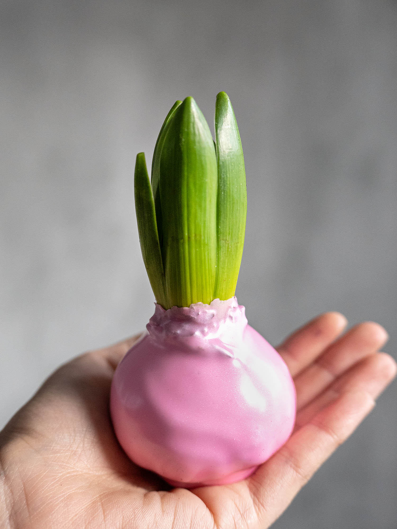 blumigo-fr-hlingsknollen-gewachste-hyazinthenknollen-rosa image 1