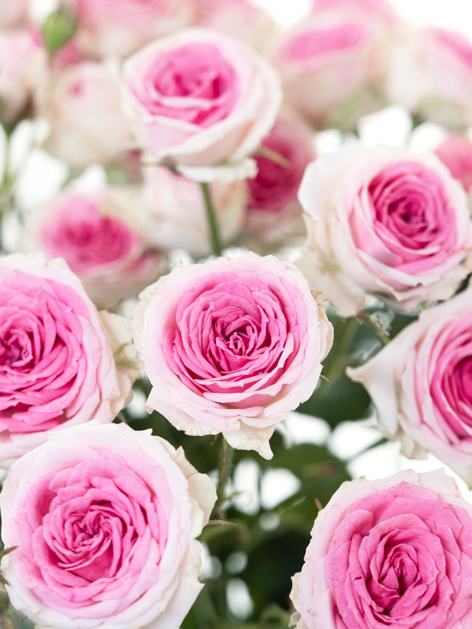 blumigo-rosen-mimi-eden-schnittrose-rosa-wei-verzweigt image 1