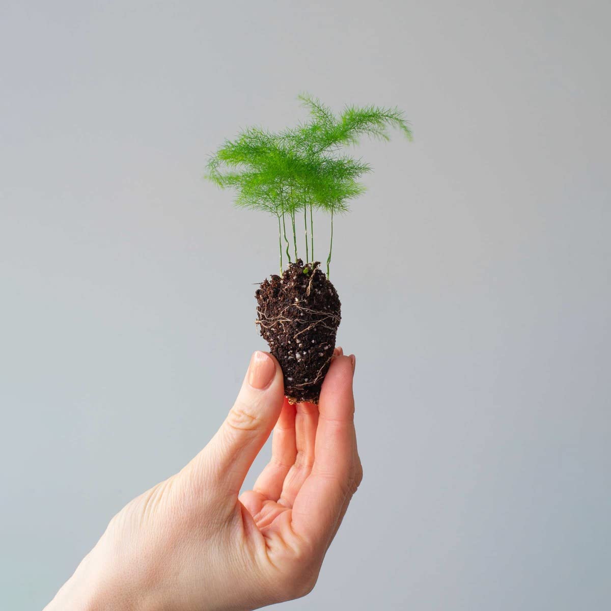 plnts-babyplnts-asparagus-fern-zimmerpflanze-15-cm-federartig image 8