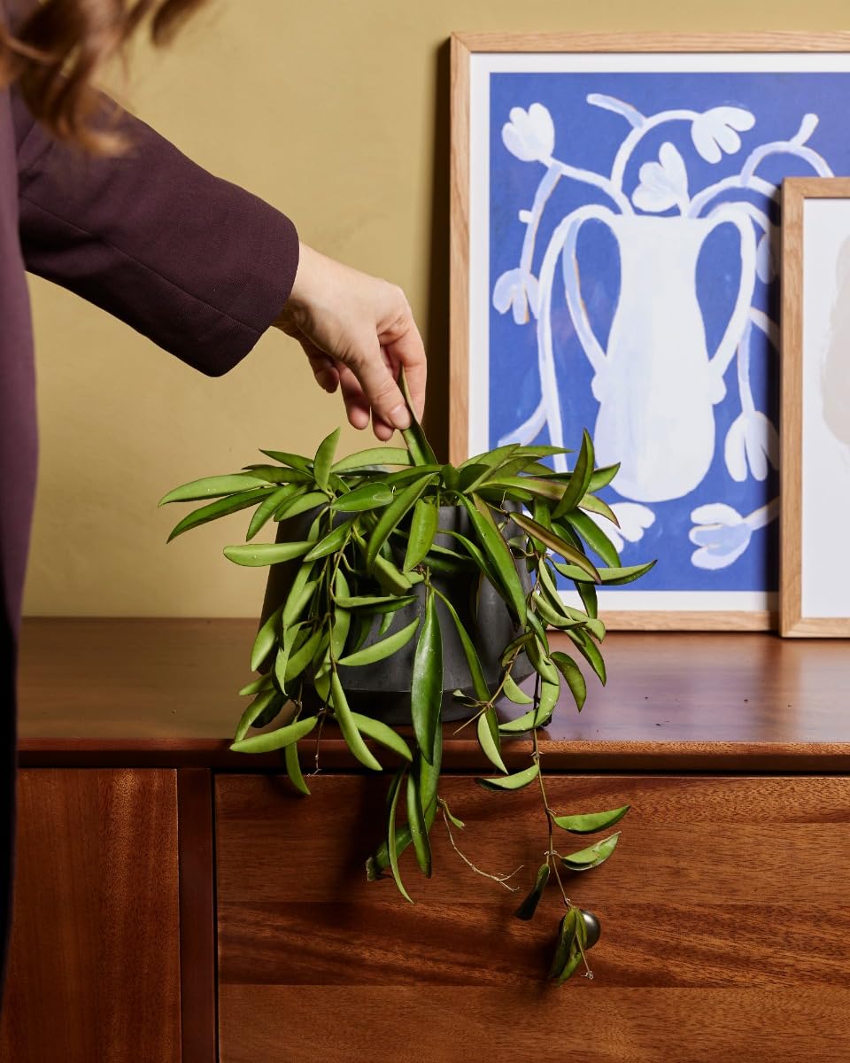 plnts-rareplnts-hoya-wayetii-zimmerpflanze-20cm-12cm-topf image 5