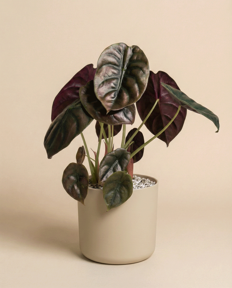feey-variado-alocasia-red-secret-elefantenohr-topf-16 image 6