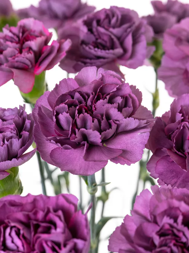 blumigo-nelken-hypnosis-violette-schnittnelke-edelnelke image 1