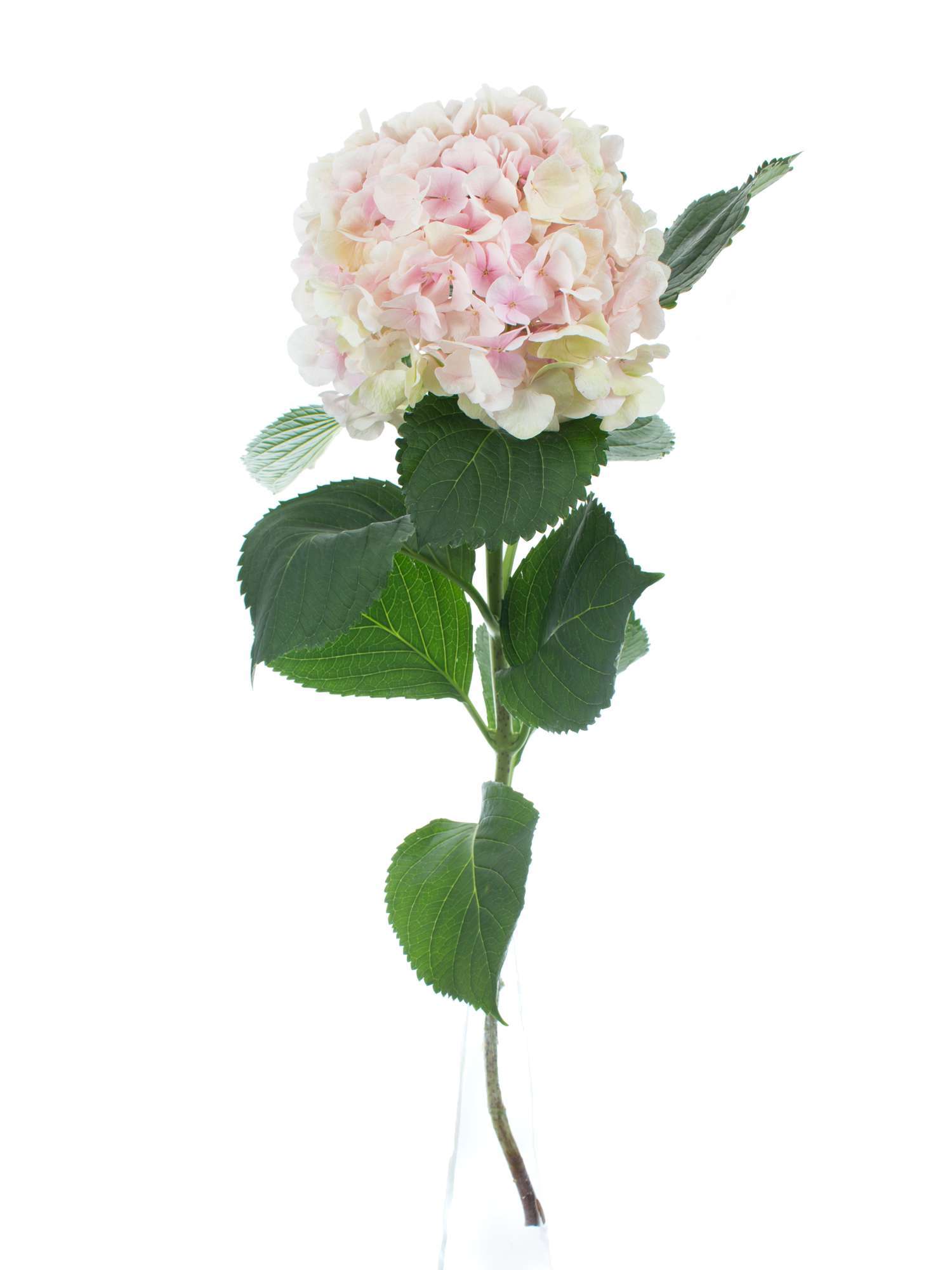 blumigo-hortensien-magical-verena-classic-rosa-gr-n image 2