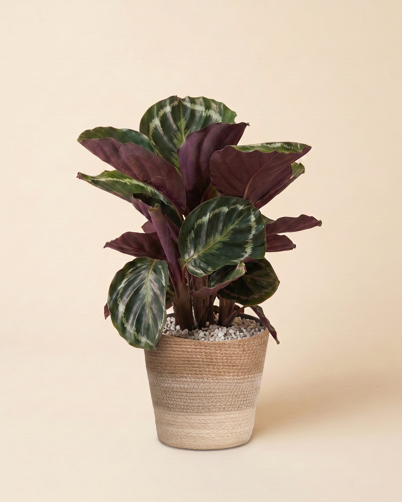 feey-calathea-roseopicta-zimmerpflanze-ohne-bertopf-tierfreundlich image 8