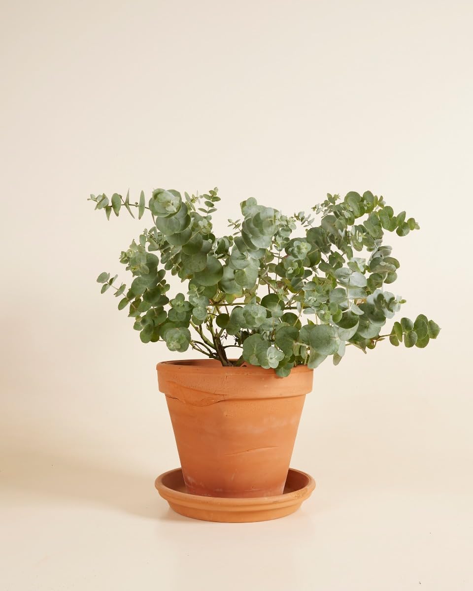 plnts-rareplnts-eucalyptus-gunnii-zimmerpflanze-17cm-50cm-duft image 3