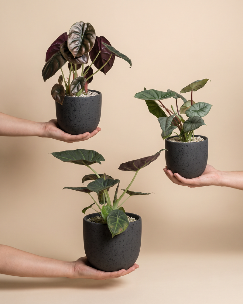 feey-variado-alocasia-trio-zimmerpflanzen-3er-set image 1
