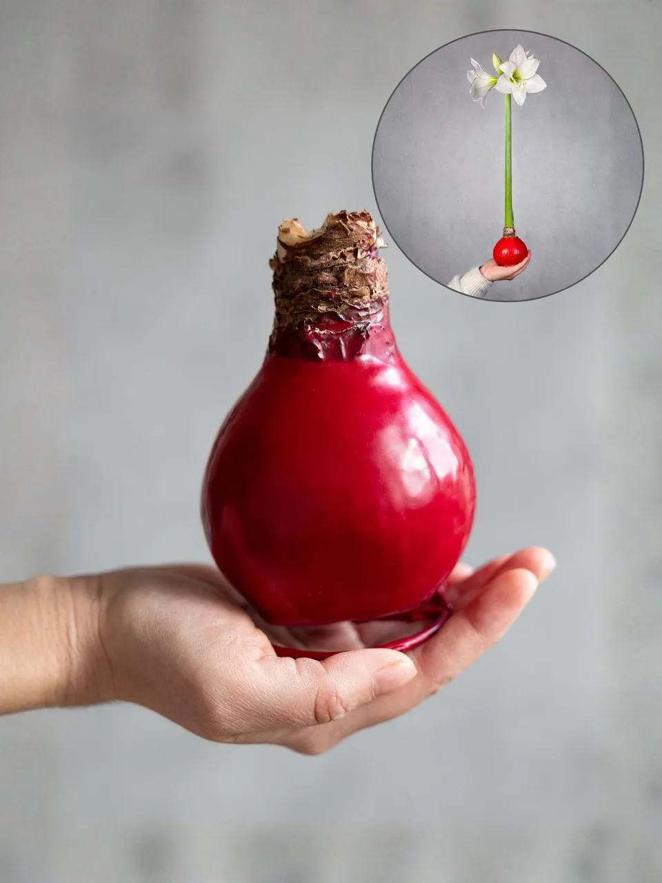 blumigo-amaryllis-gewachste-knolle-ritterstern-rot image 1