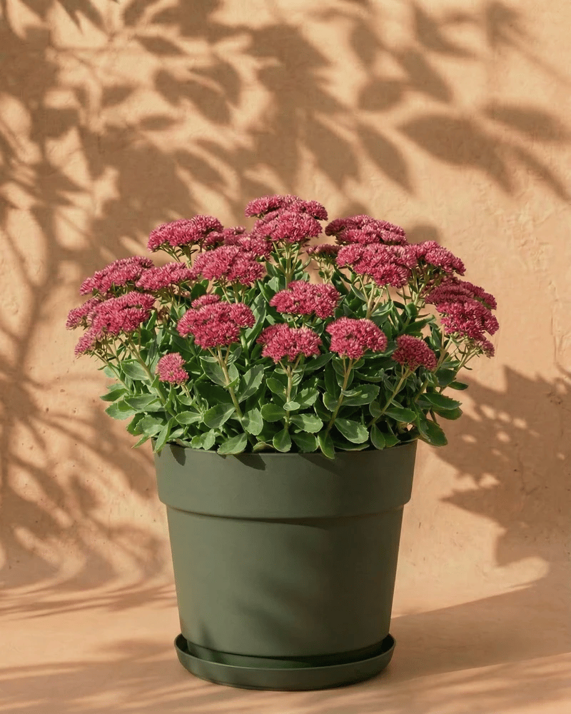 feey-amsterdam-sedum-rosa-gartenstaude-3-st-ck-wurzeln image 7