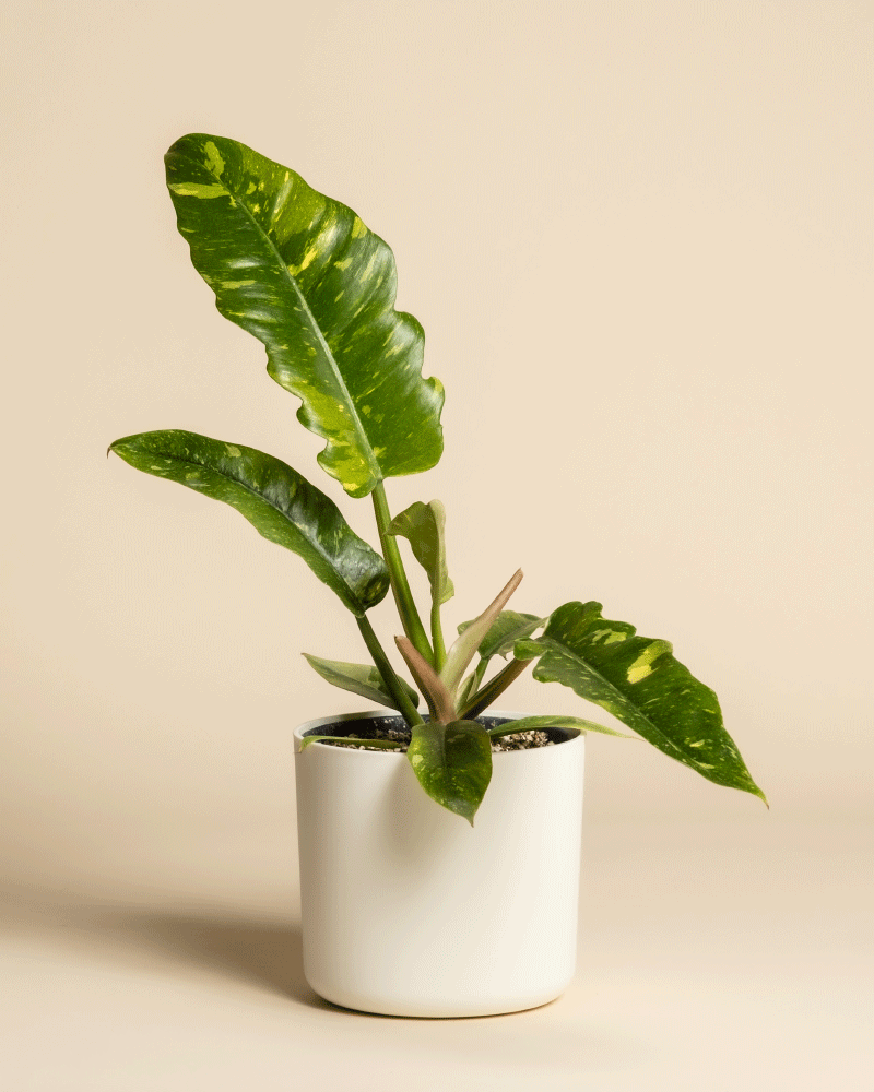 feey-variado-philodendron-ring-of-fire-zimmerpflanze-panaschiert image 7