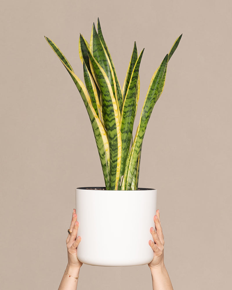 feey-variado-schwiegermutterzunge-xl-sansevieria-60-70cm image 1