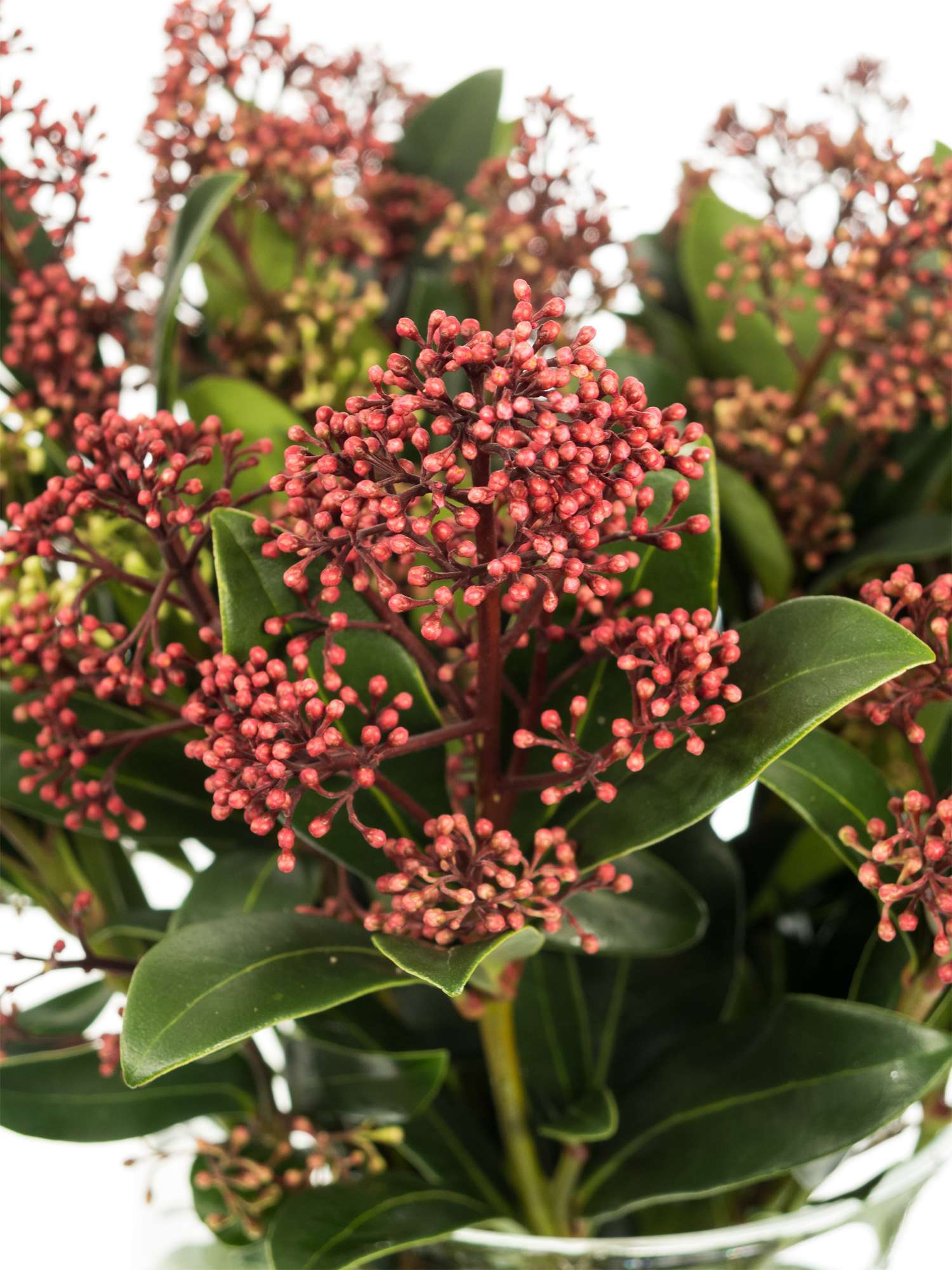 blumigo-rubella-skimmia-rot-schnittgr-n image 1