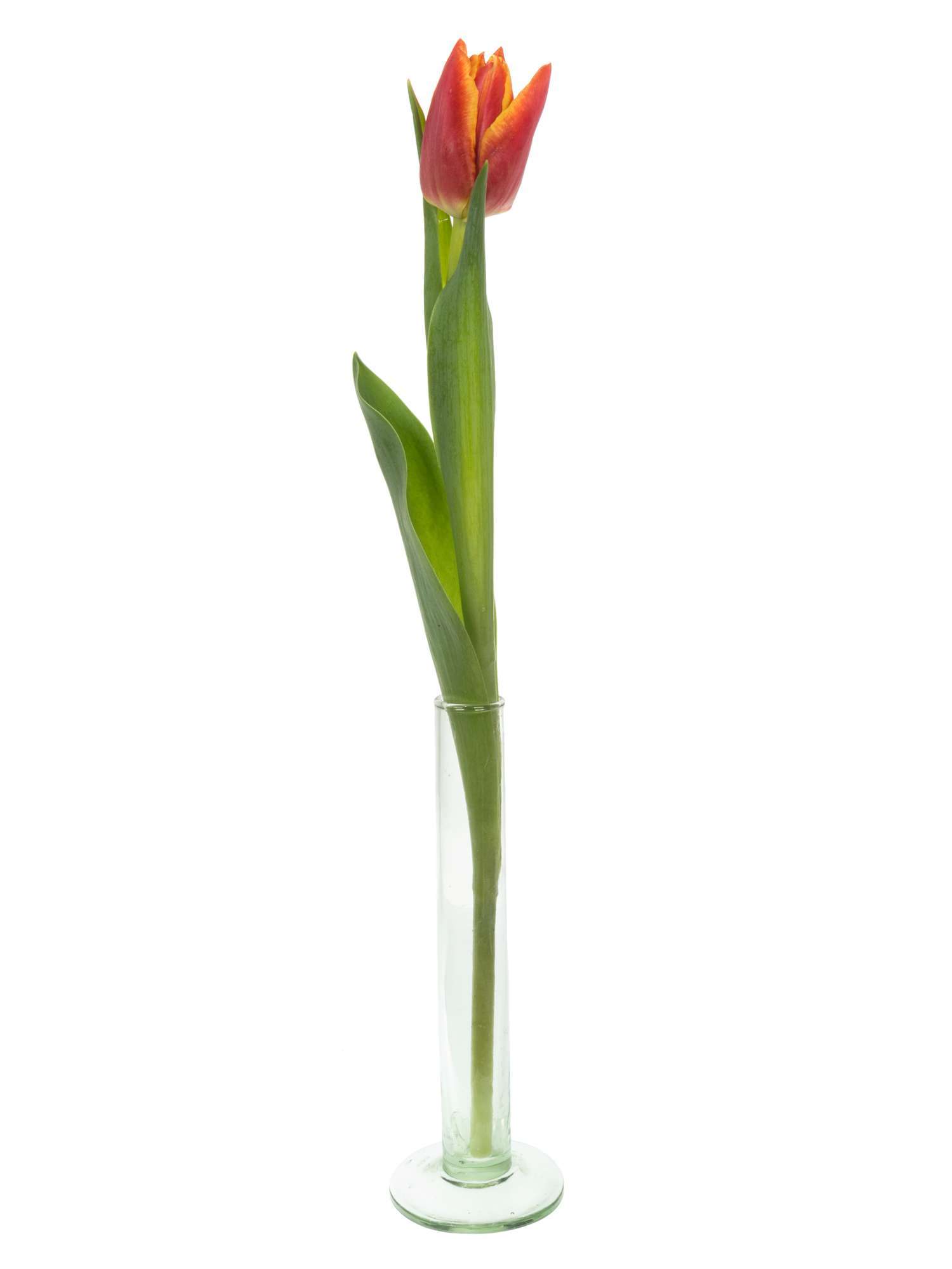 blumigo-tulpen-high-roler-tulpe-orange-rot-gef-llt image 3