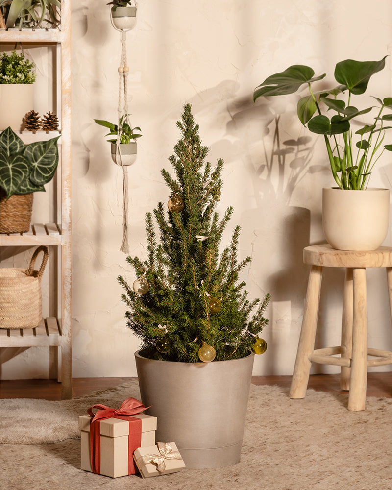 feey-amsterdam-gro-er-tannenbaum-ohne-topf-zuckerhutfichte image 4