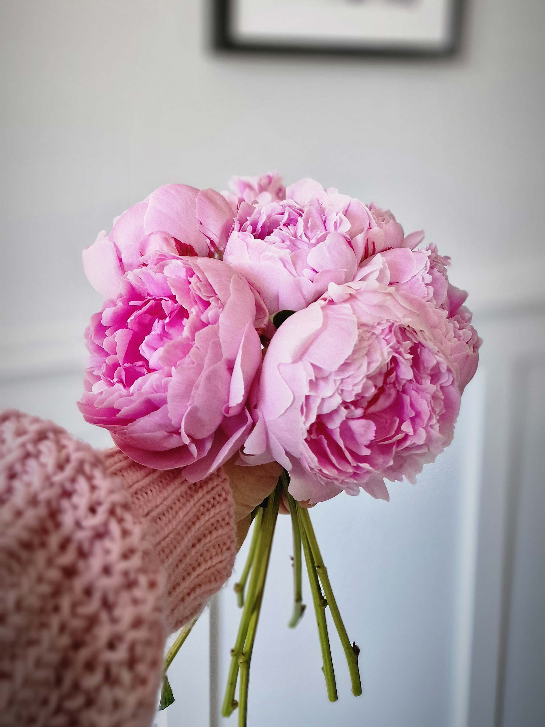 blumigo-pfingstrosen-sarah-bernhardt-schnittblume-rosa image 4