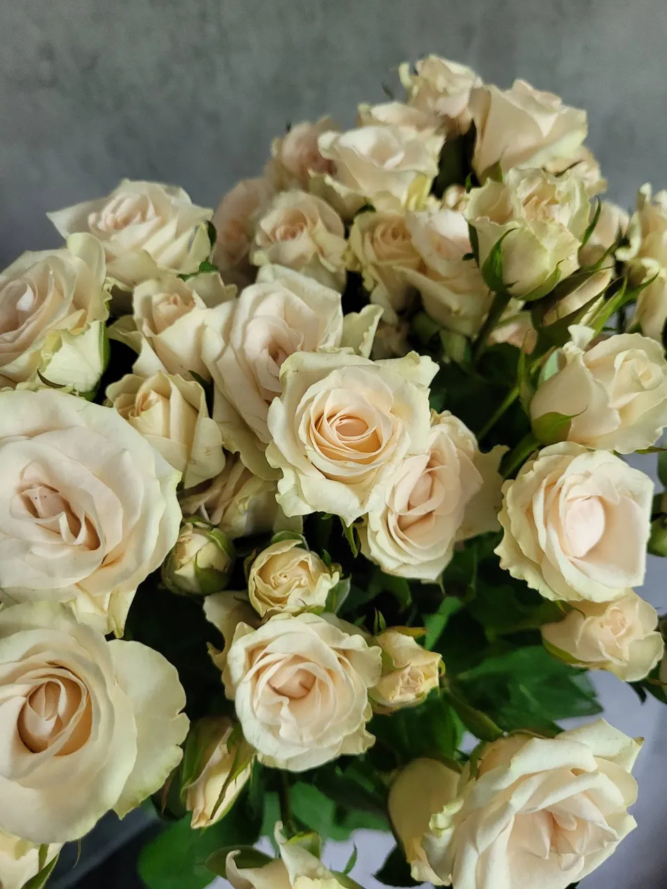 blumigo-rosen-royal-porcelina-sprayrosen-wei-verzweigt image 1