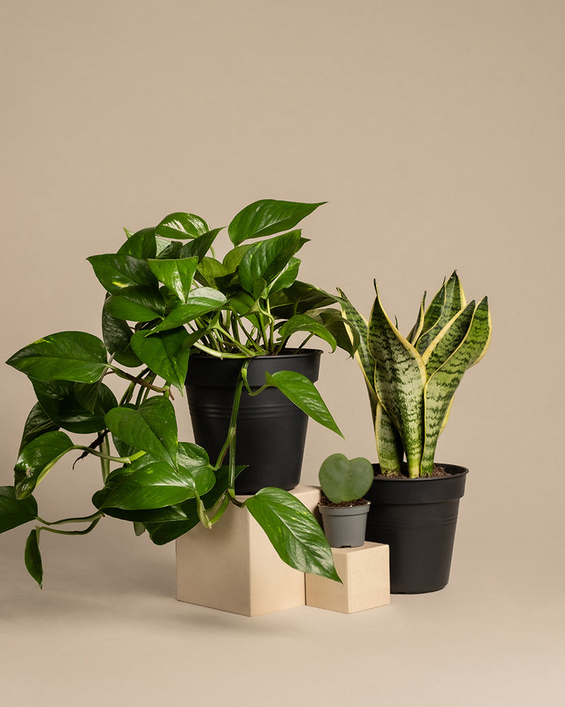 feey-variado-starter-set-sansevieria-efeutute-2-pflanzen image 3