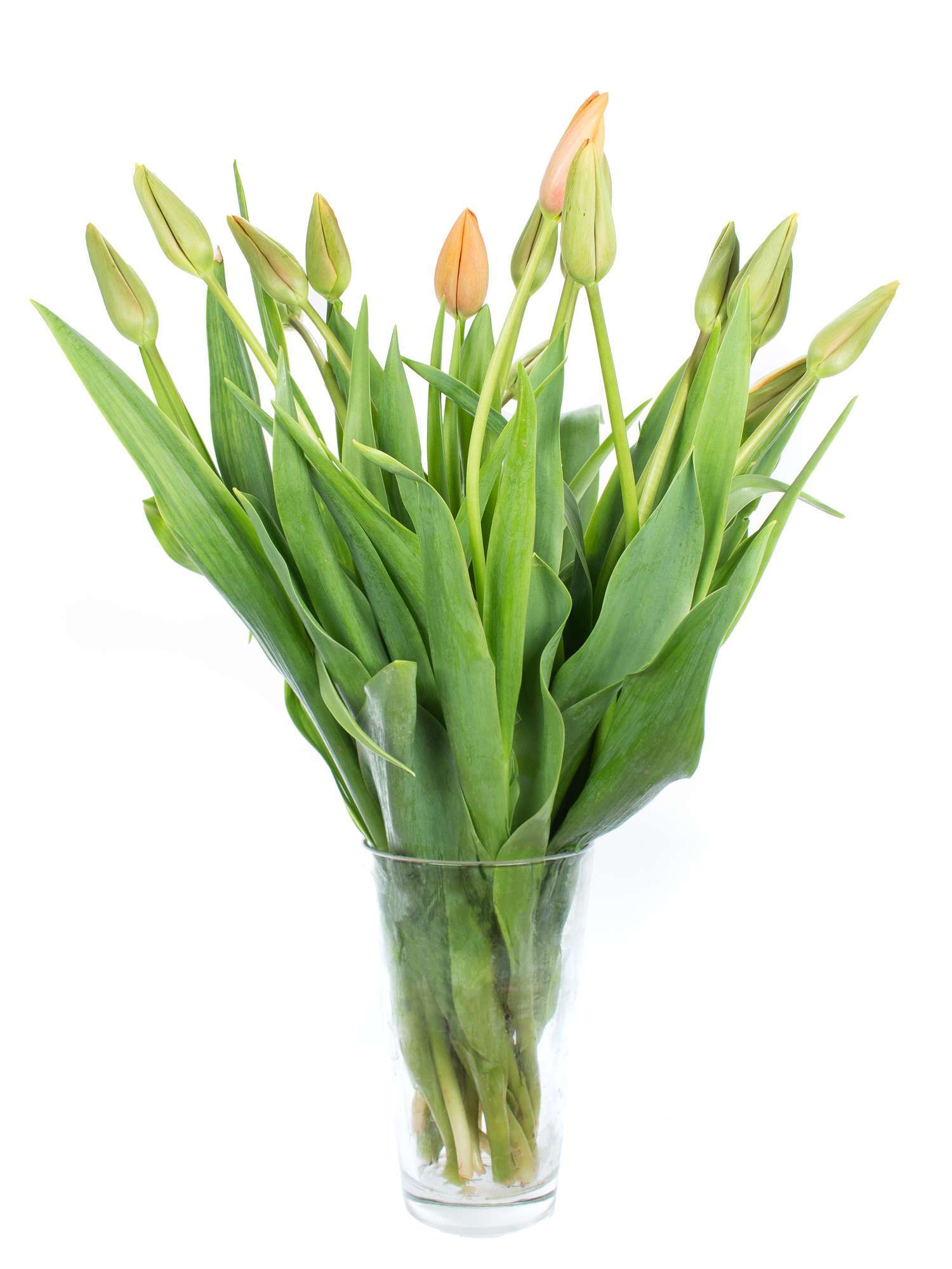 blumigo-tulpen-avignon-franz-sische-tulpen-lachs-orange image 2