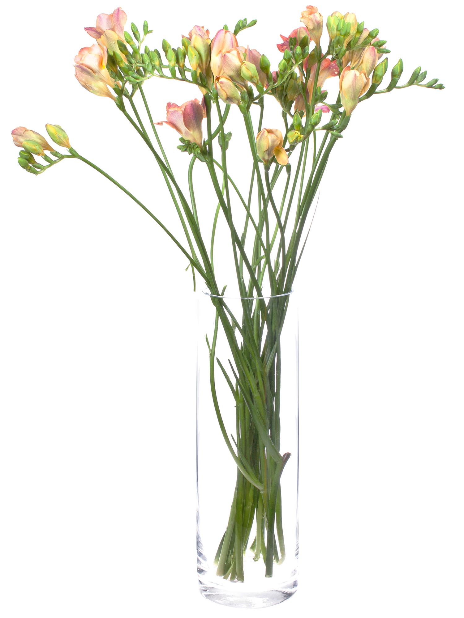 blumigo-freesien-peachy-queen-schnittblumen-apricot-pink-duftend image 2