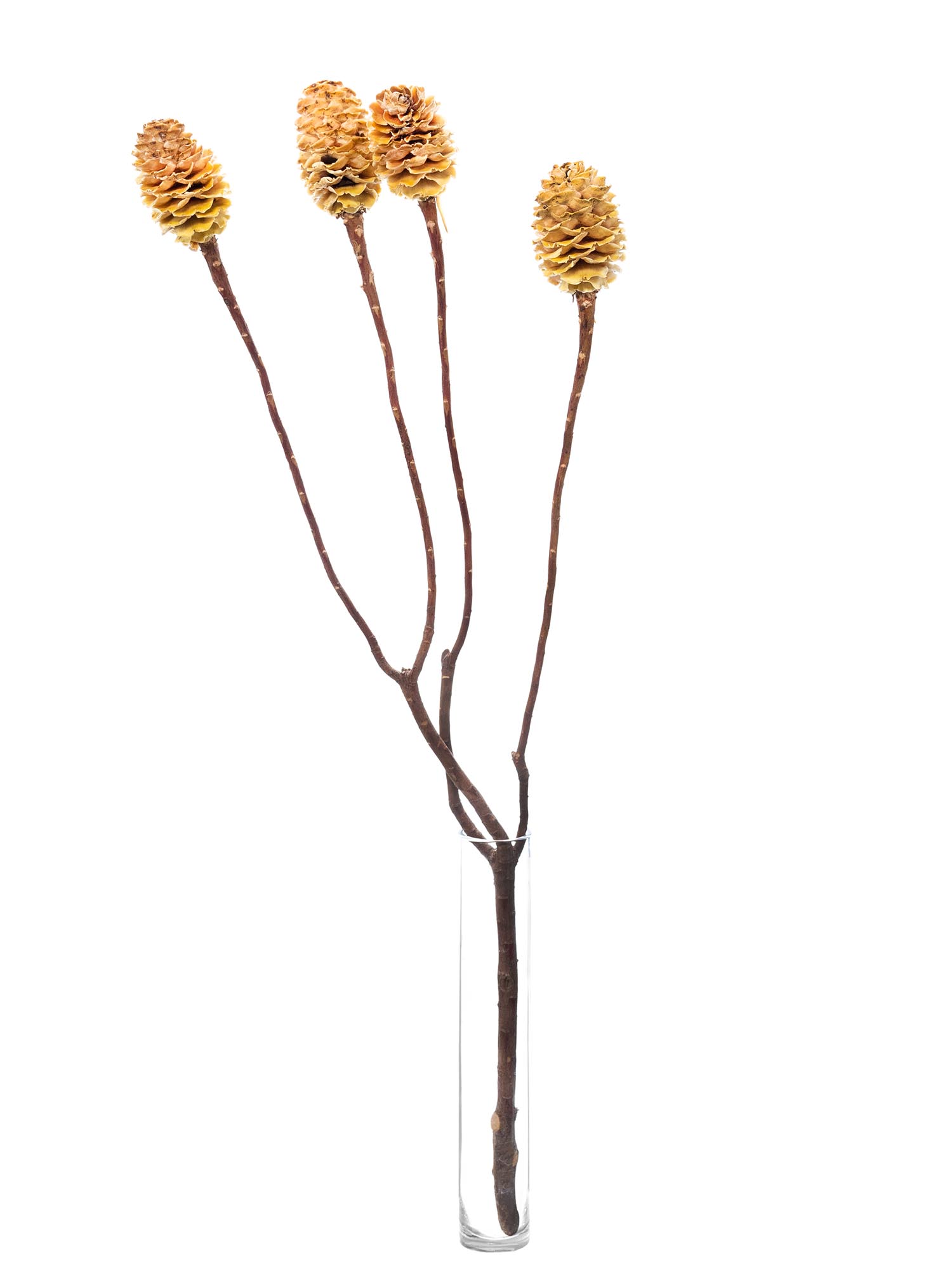 blumigo-trockenblumen-leucadendron-sabulosum-natur-mit-zapfen image 4