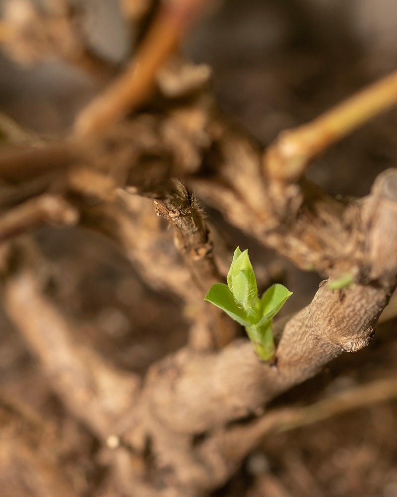 feey-amsterdam-lonicera-purpusii-winterduft-heckenkirsche-strauch image 4