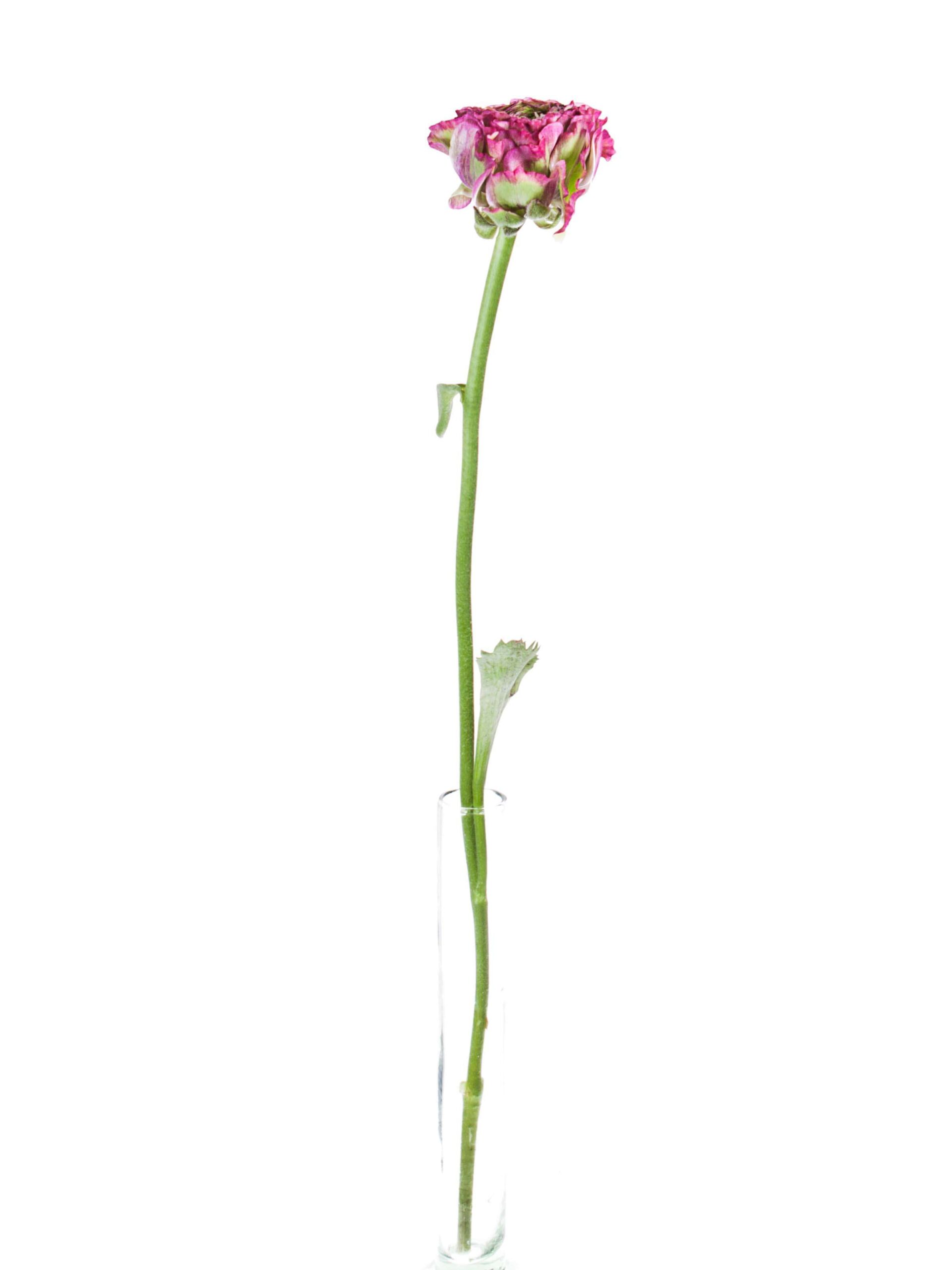 blumigo-ranunkeln-ponpon-malva-xl-schnittblume-pink-gr-n image 3