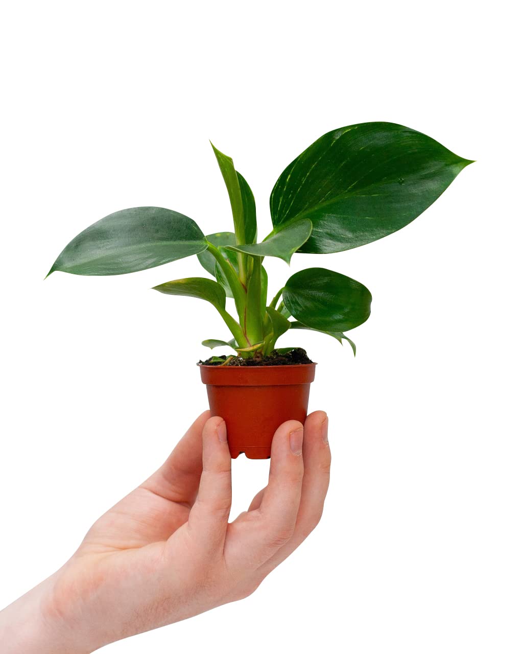 plnts-babyplnts-philodendron-birkin-zimmerpflanze-6cm-topf image 1