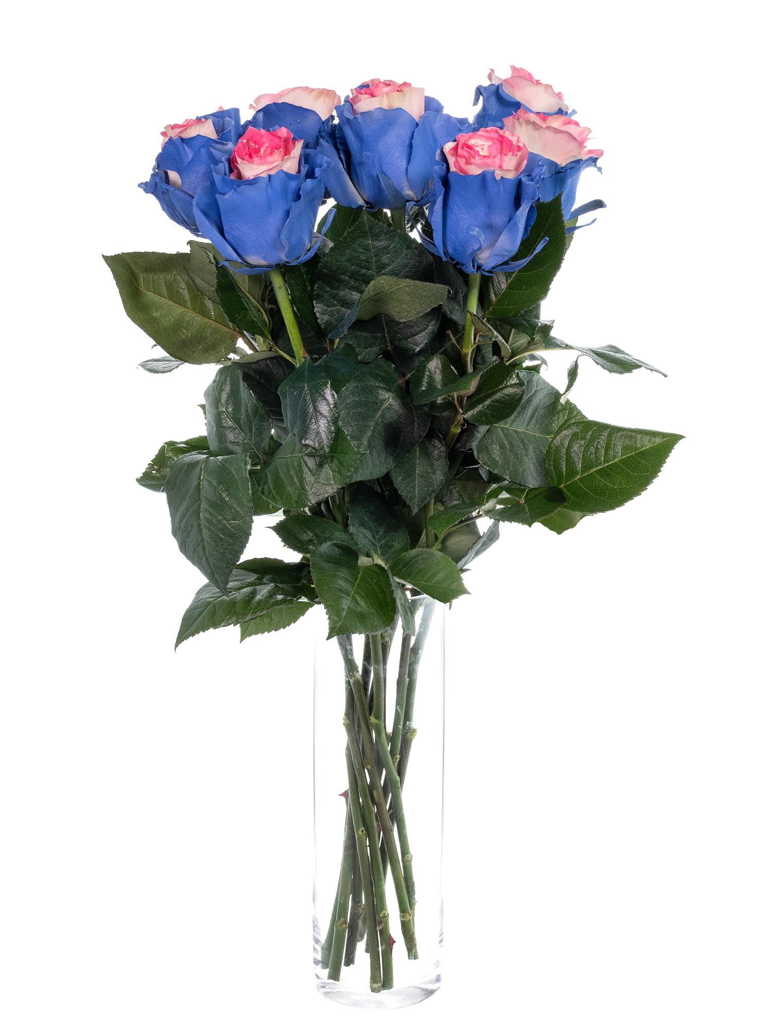blumigo-rosen-gef-rbte-rose-wei-blau-pink image 2