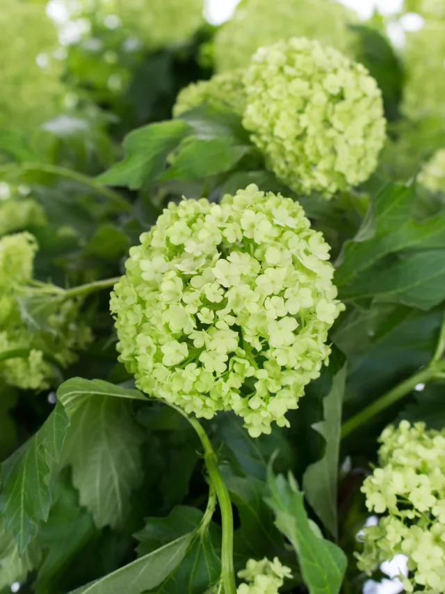 blumigo-rosen-viburnum-roseum-schneeball-schnittblume-gr-n image 1