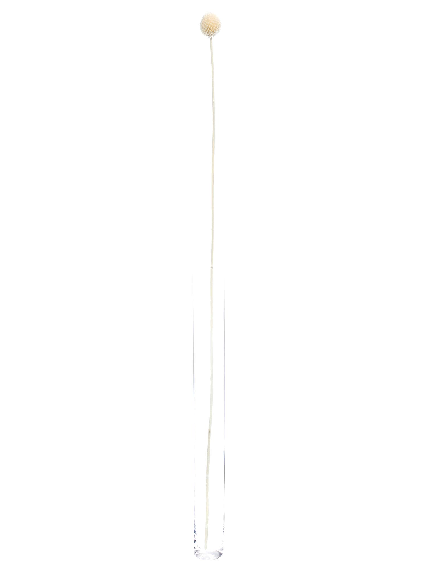blumigo-trockenblumen-craspedia-trommelst-cke-wei-creme image 3