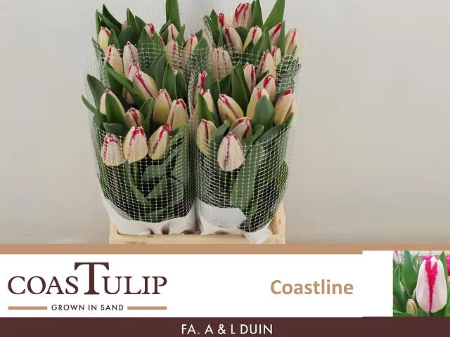 blumigo-coastline-franz-sische-tulpen-pink-wei image 1
