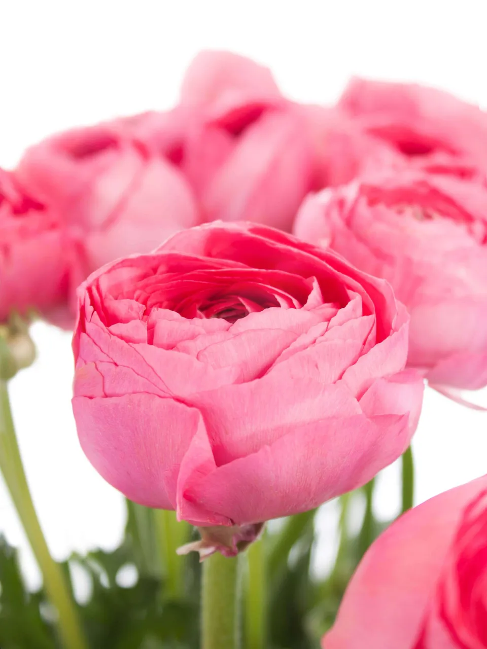 blumigo-ranunkeln-xl-cloni-fragolino-schnittblumen-pink image 1