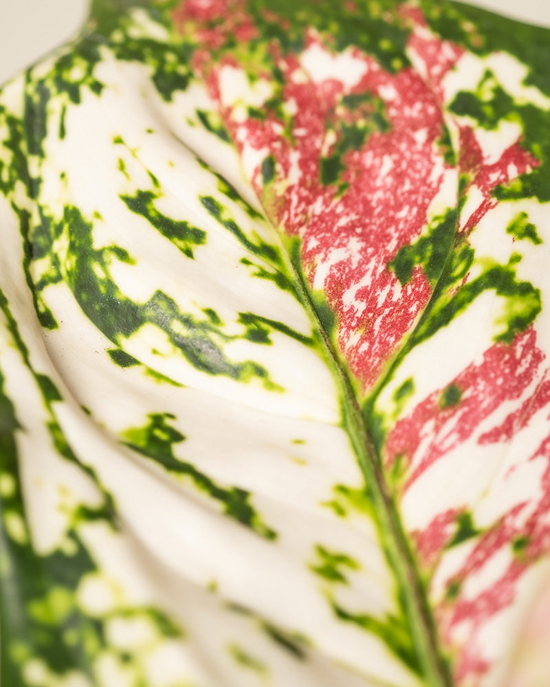 feey-aglaonema-jazzy-red-zimmerpflanze-ohne-bertopf-klein image 2
