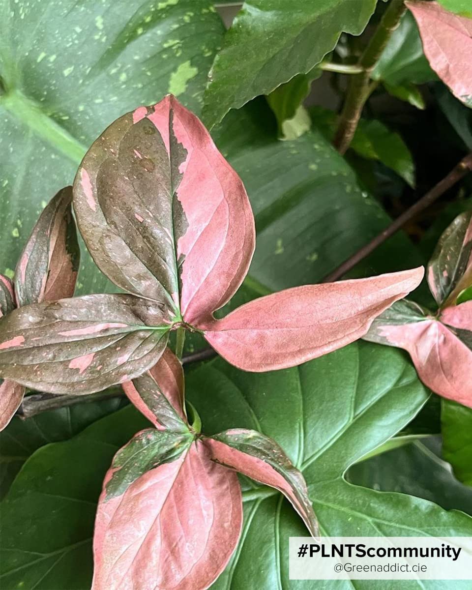 plnts-babyplnts-syngonium-pink-splash-zimmerpflanze-15-cm-rosa image 7